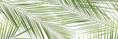 DECOR BRENNERO TROPIC 25*75 1C