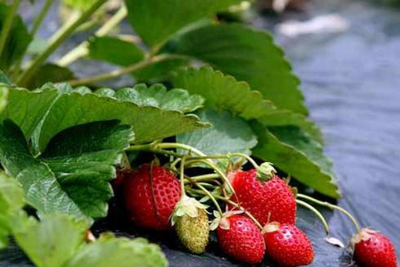 Агротекстиль, спанбонд черный (мульчирующее агроволокно), 50 гр/м2 (1.6м x 50м)